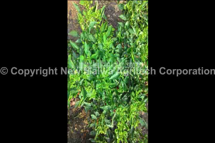 chilli leaf curl management organic